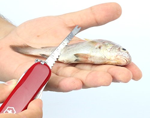 CORT. VITORINOX 1.6795 SWISS CHAMP 33 USOS ROJA